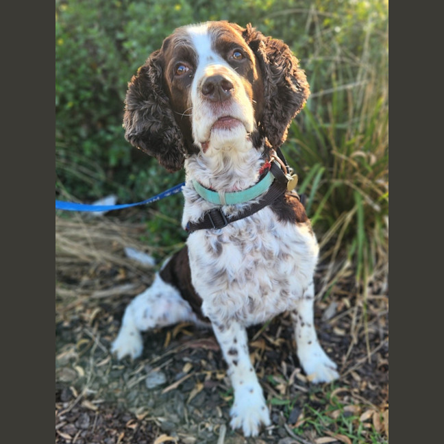 Photo of Milo