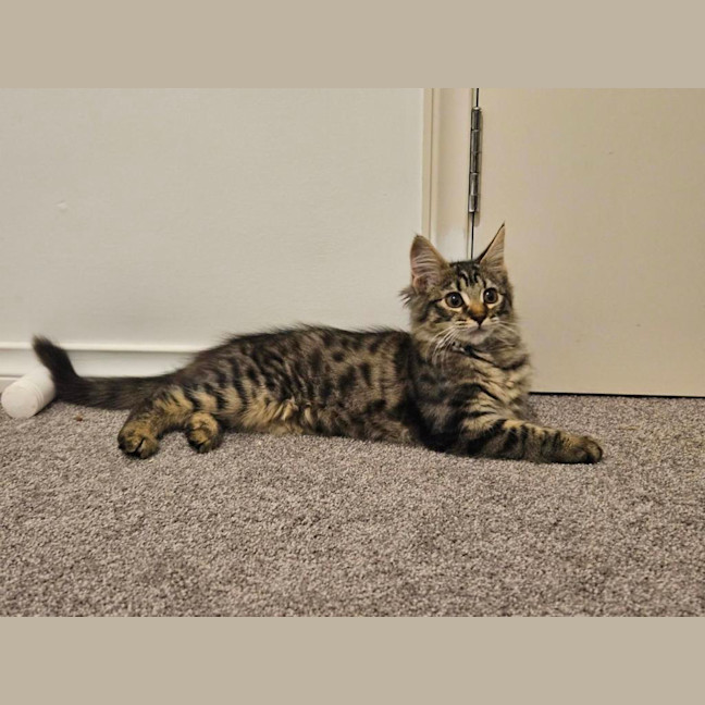 Photo of Luna (Was Cleo)