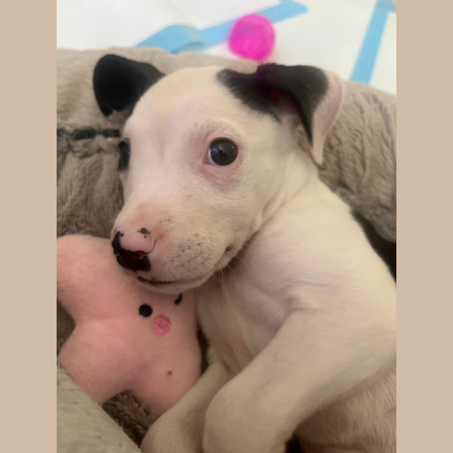 Photo of Abacus Crunch