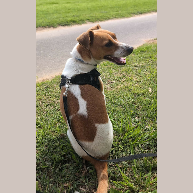 Photo of Chip