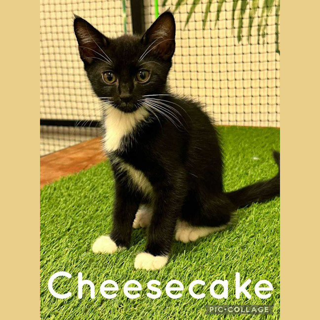 Photo of Cheesecake