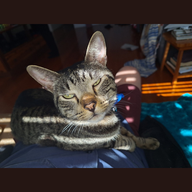 Photo of Dexter
