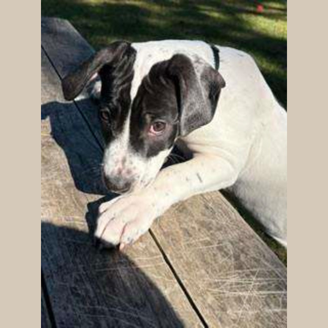 Photo of Spud