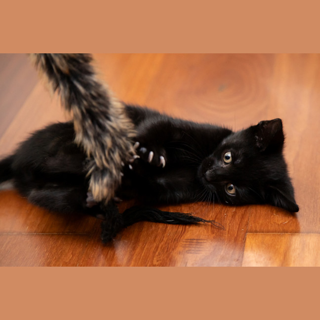 Photo of Kiwi