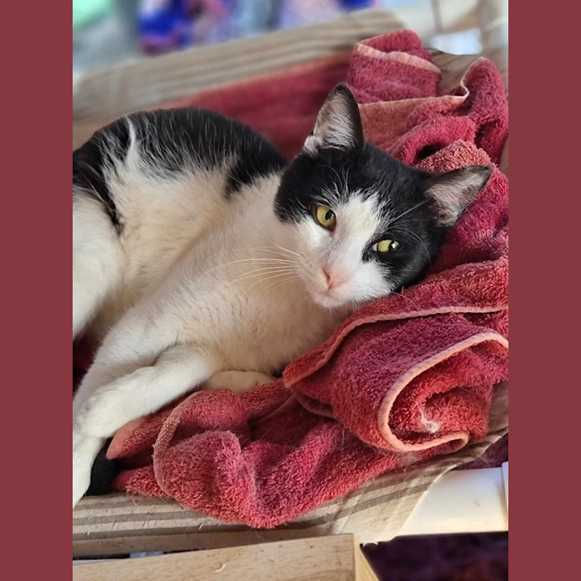 Photo of Sylvester