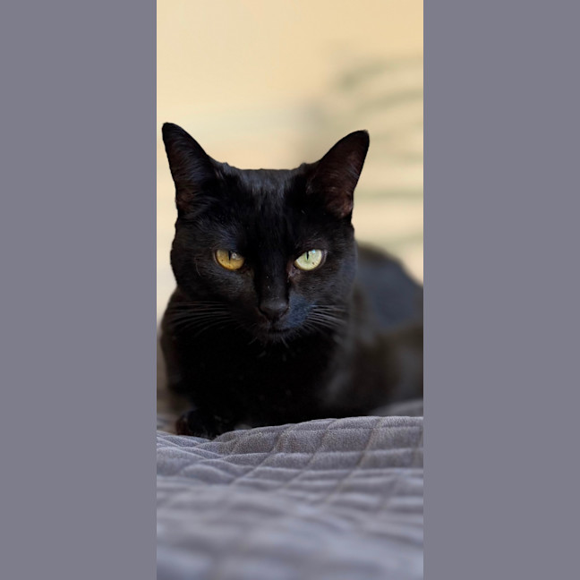Photo of Nyx