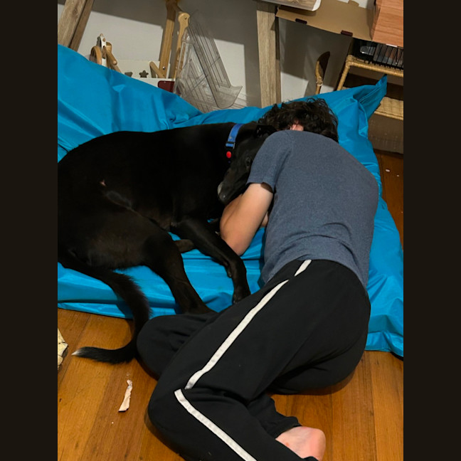 Photo of Duke   Cat Friendly 