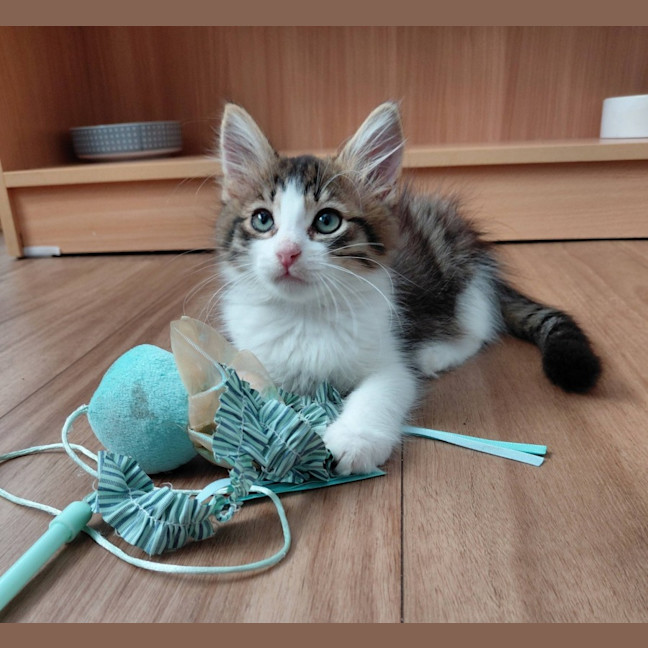 Photo of Mr Purr