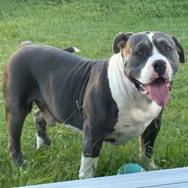 Photo of Biggie *$250 Adoption Fee*