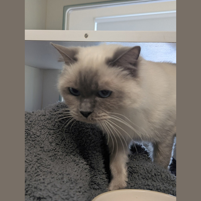 Photo of Bramble