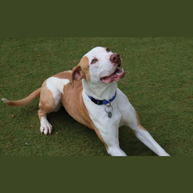 Photo of Bongo