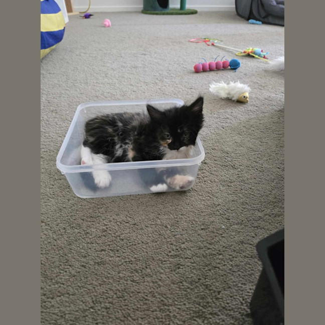 Photo of Creaming Soda