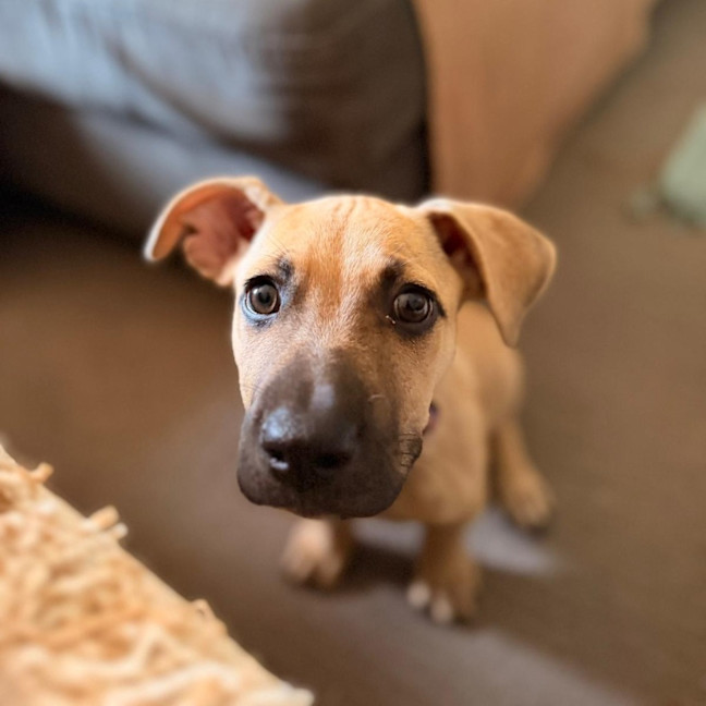 Photo of Louie