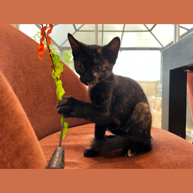 Photo of Nova