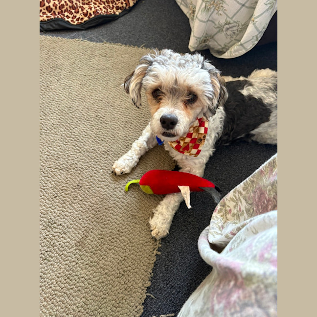 Photo of Bosley   5 Year Old Poodle