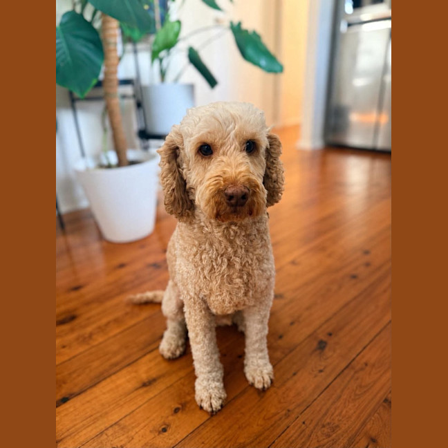 Photo of Benny 🐶 