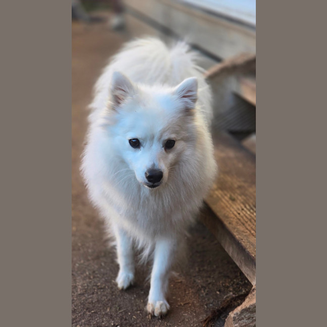 Photo of Daisy