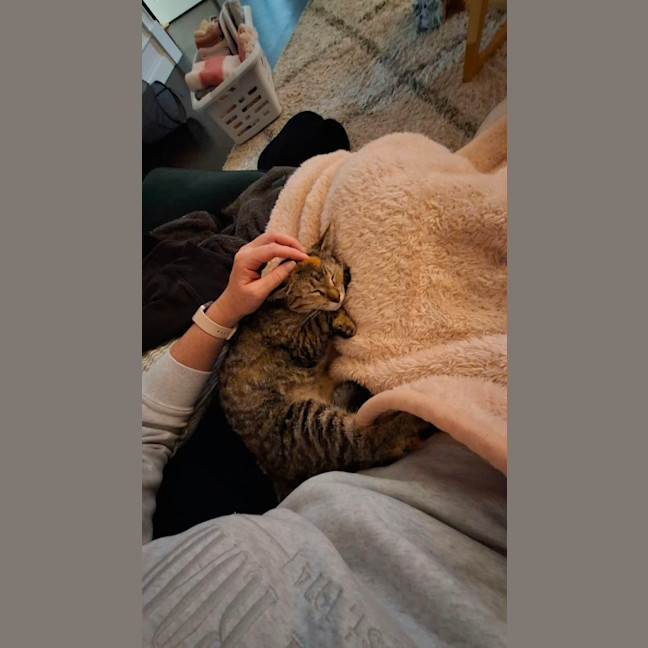 Photo of Minnie   10 Month Old Domestic Short Hair