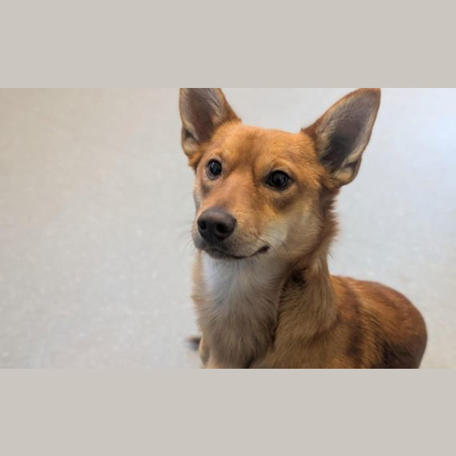 Photo of Foxy