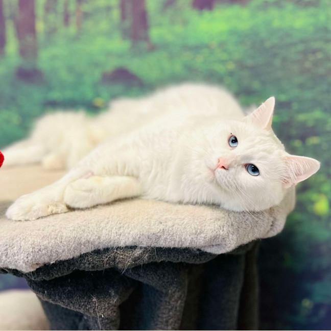 Photo of Alaska   Located In Preston