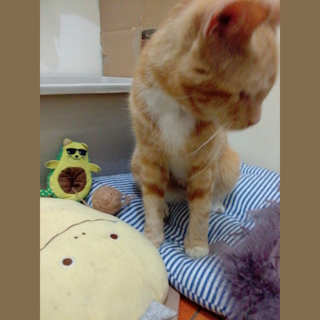 Photo of Baggins / Mr Big