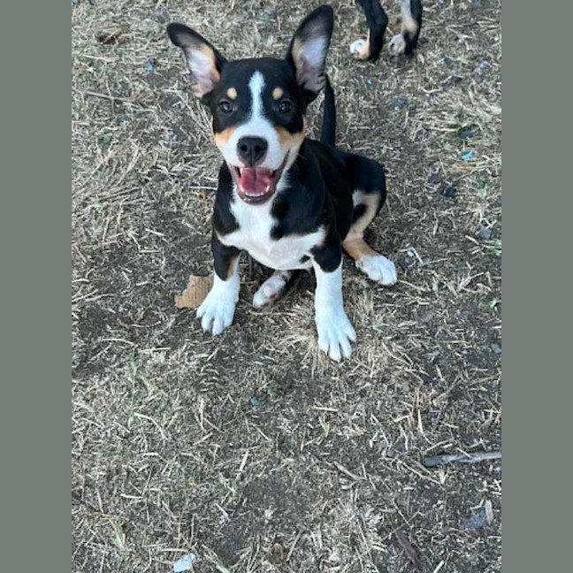 Photo of Bolt