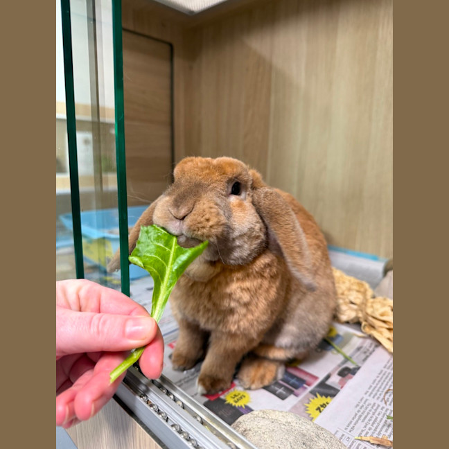 Photo of 🥗 Twitch 7043 🥗