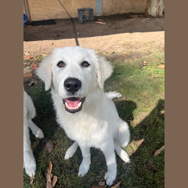 Photo of Luna
