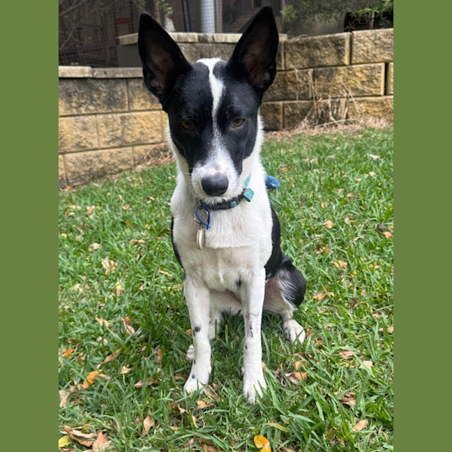 Photo of Pippa   1 Year Old Cattle Dog X