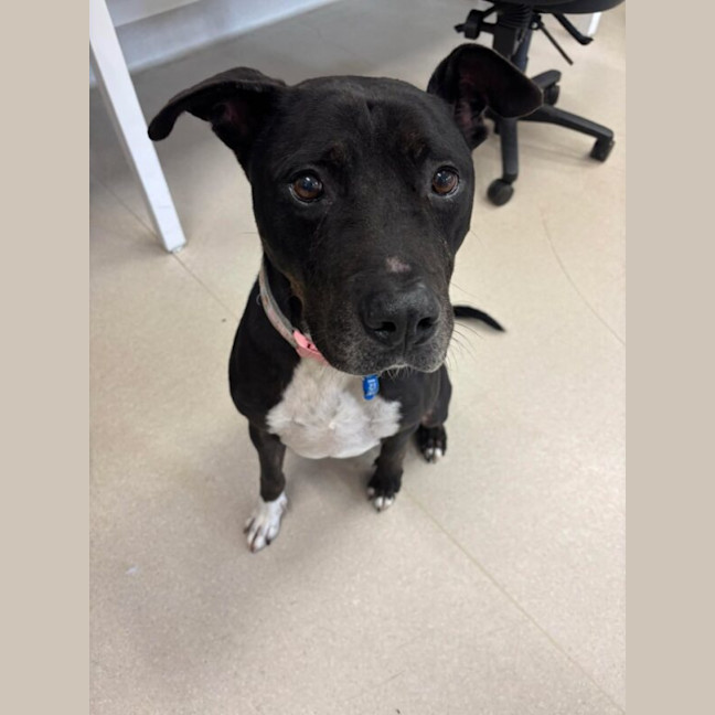 Photo of Denzel Woofington