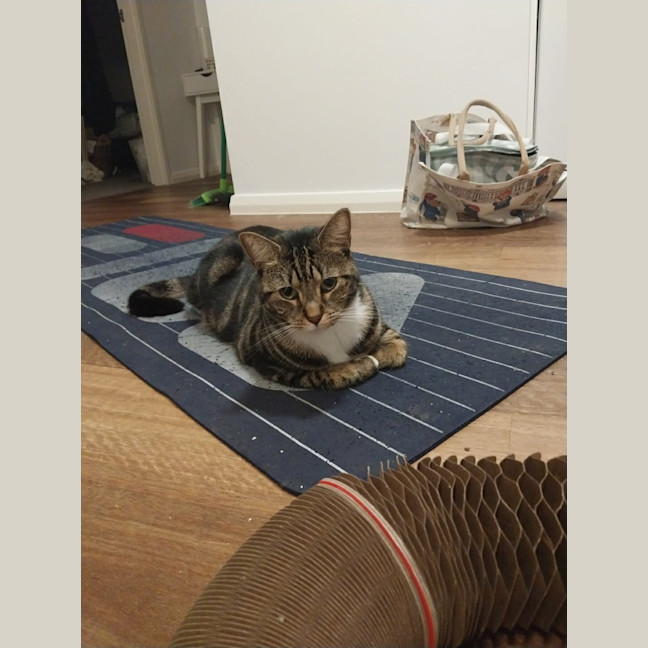 Photo of Dior Aka Tigger
