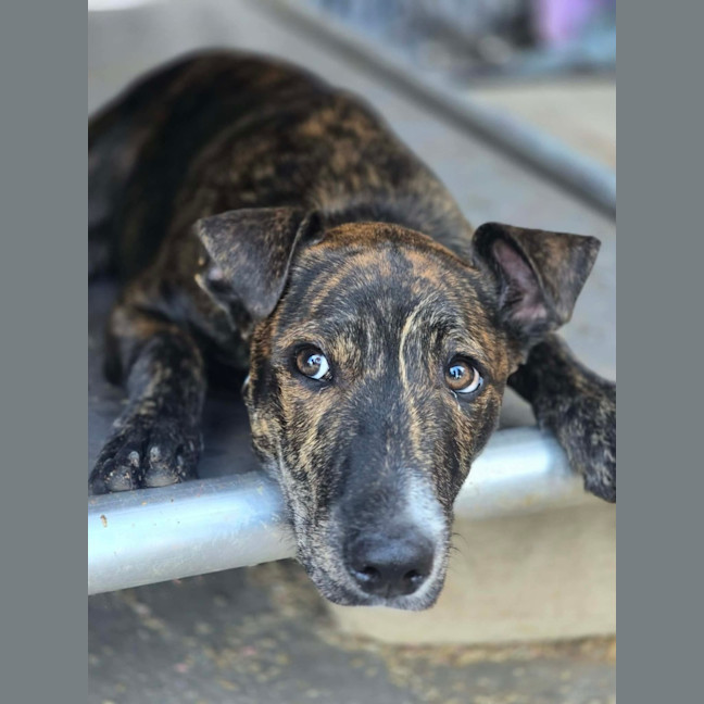 Photo of Archie