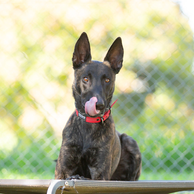 Photo of Koda