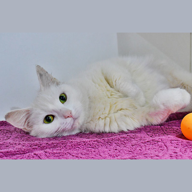 Photo of Madame Macadamia