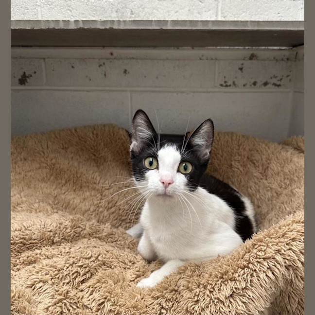 Photo of Cookie