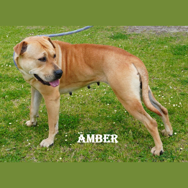 Photo of Amber