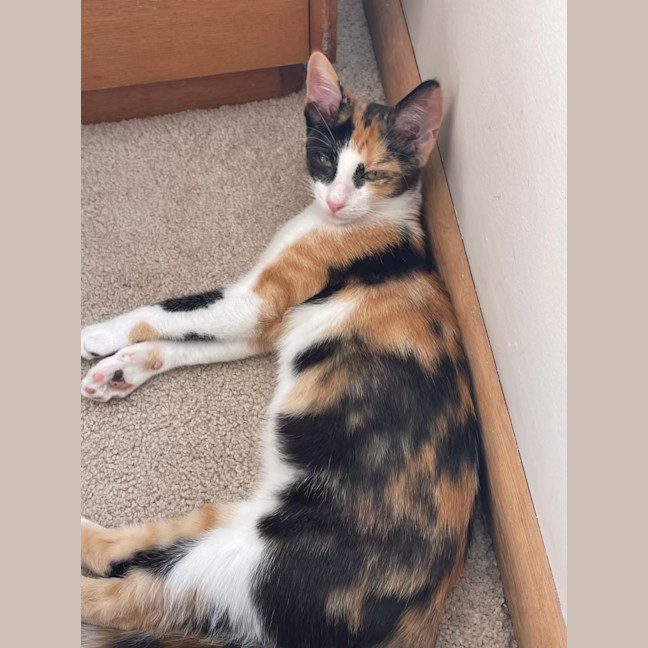 Photo of Peach
