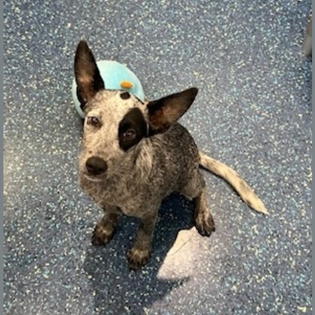 Photo of Gracie