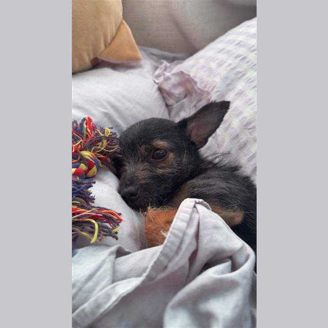 Photo of Taquito