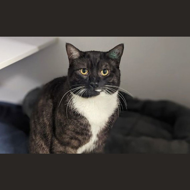 Photo of Arlo