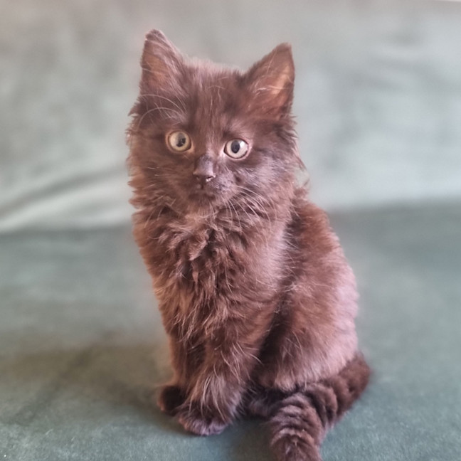 Photo of Fury 