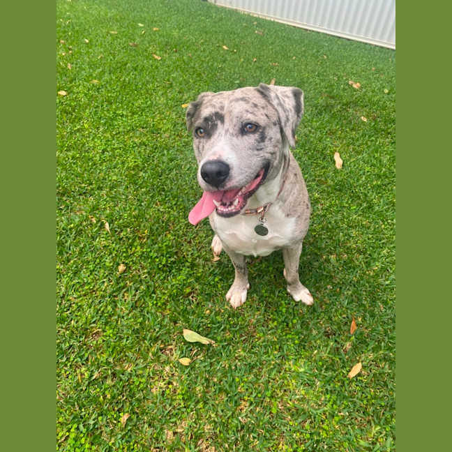 Photo of Winnie *$350 Adoption Fee*