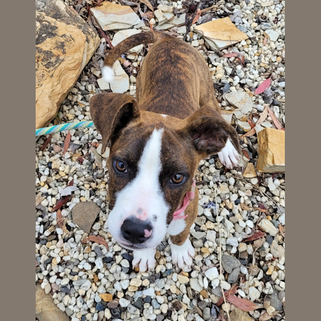 Photo of Lil Lasagna