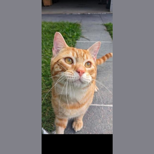 Photo of Hashbrown