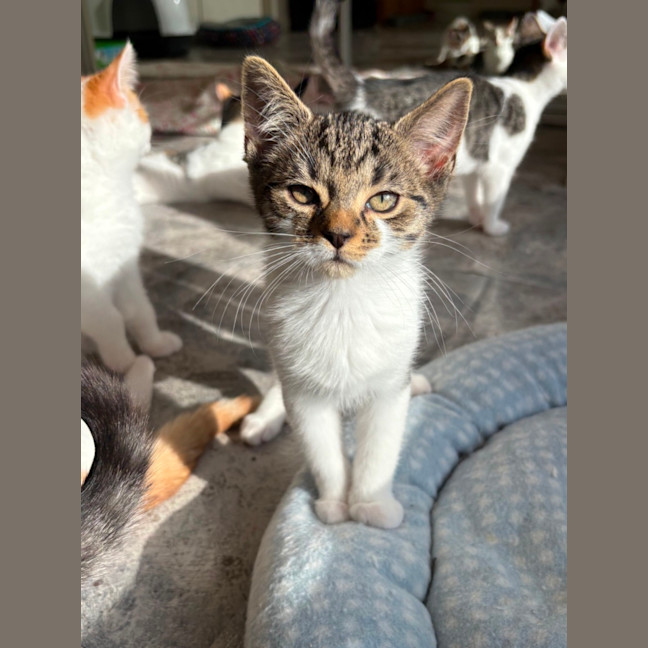 Photo of Squeak
