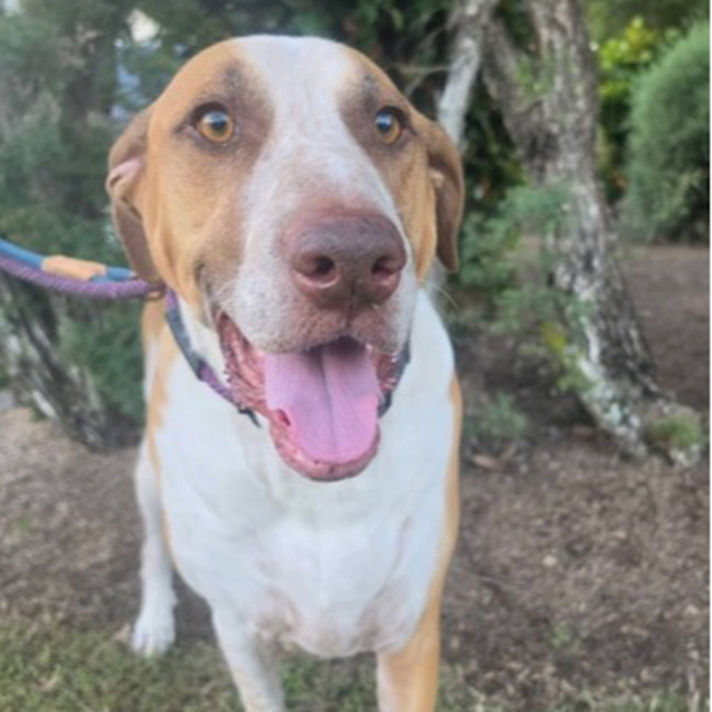 Photo of Rusty *$250 Adoption Fee*