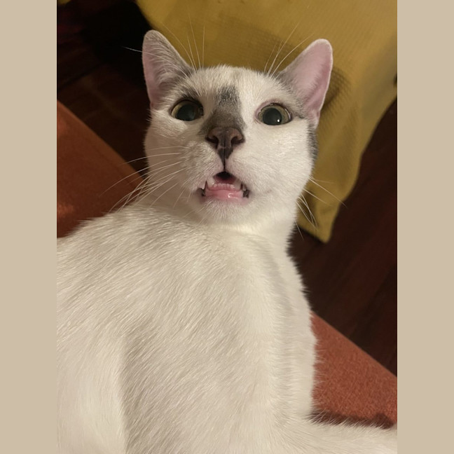 Photo of Archie