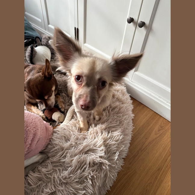 Photo of Ghost & Pippa