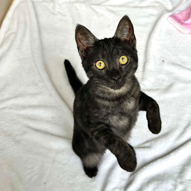 Photo of Velma