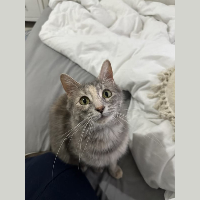 Photo of Snowy